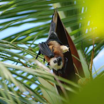 Image of Aldabra Flying Fox