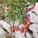 Plancia ëd Oxytropis carpatica R. Uechtr.