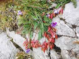 Plancia ëd Oxytropis carpatica R. Uechtr.