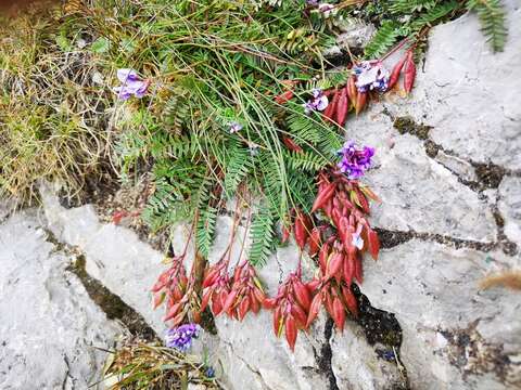 Image de Oxytropis carpatica R. Uechtr.