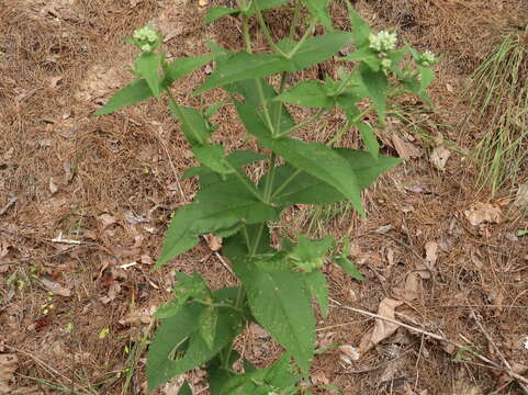 Image of thoroughwort