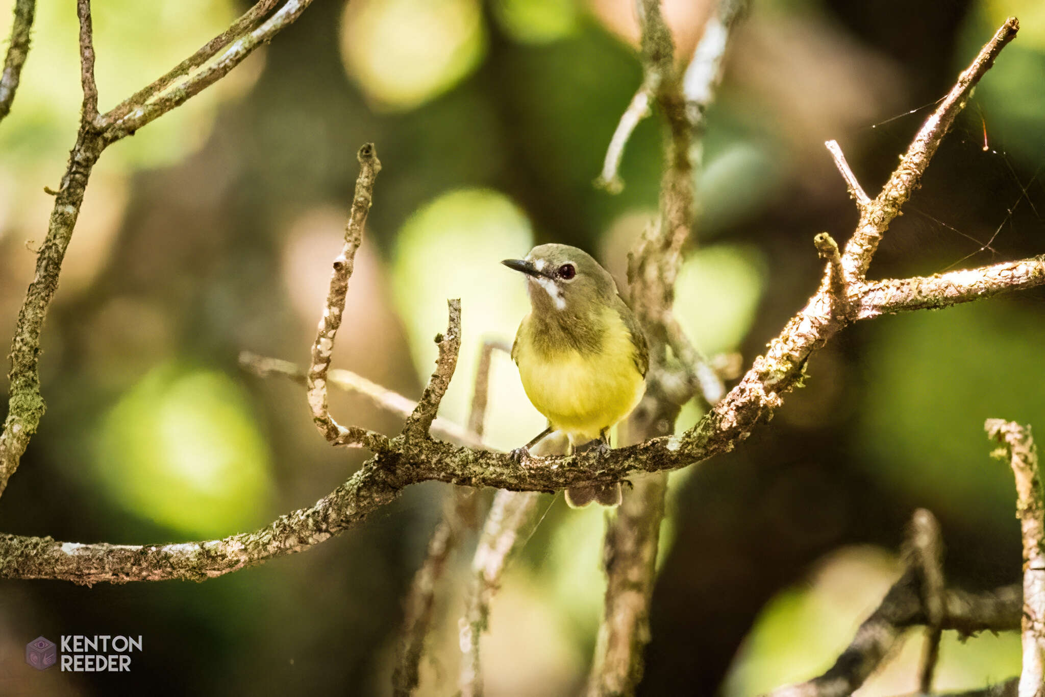 Image of Fairy Gerygone