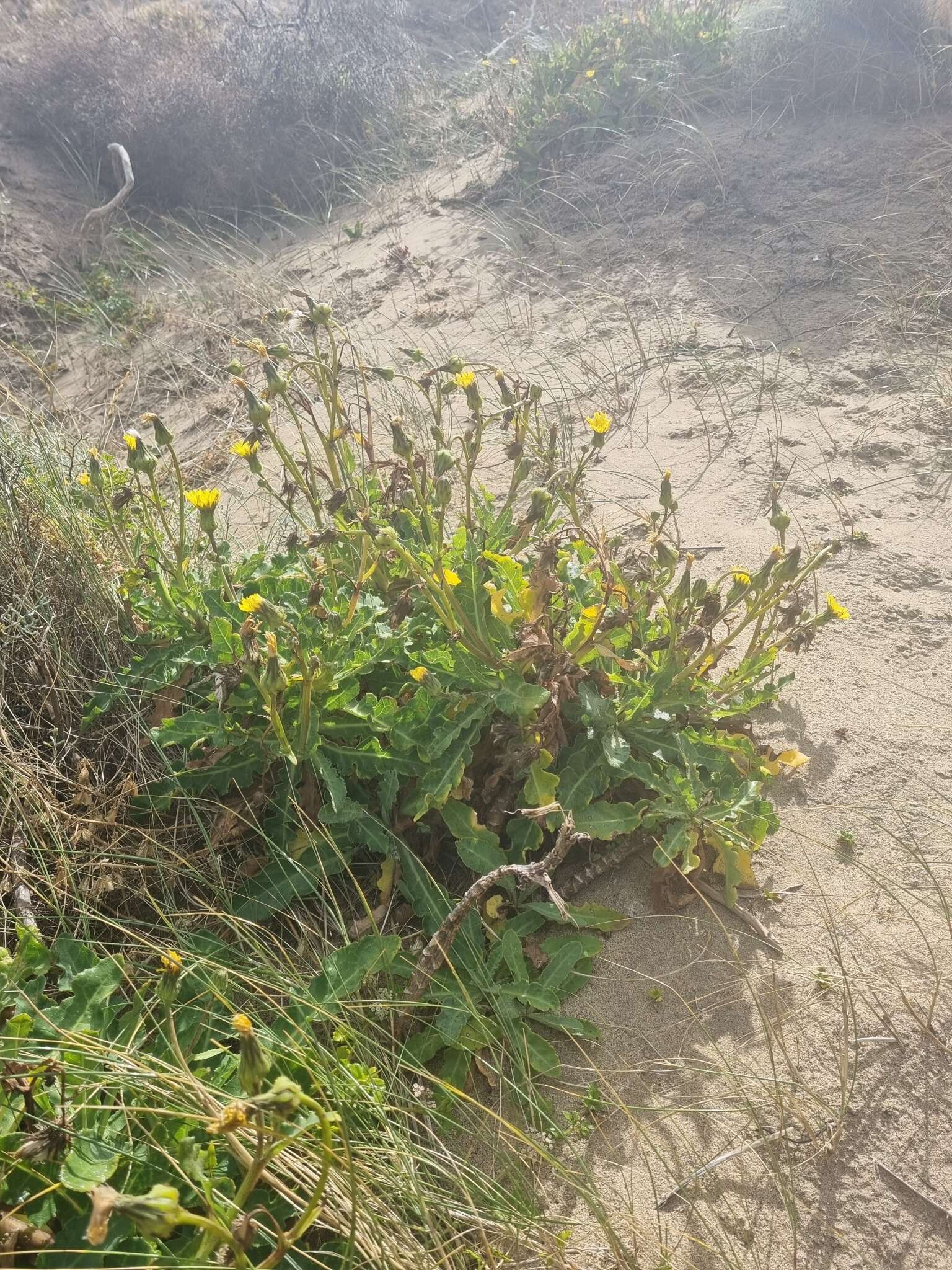 Sonchus megalocarpus (Hook. fil.) J. Black resmi