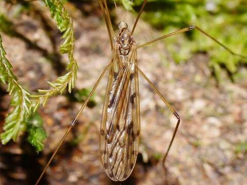 Image of Austrolimnophila (Austrolimnophila) relicta Alexander 1928