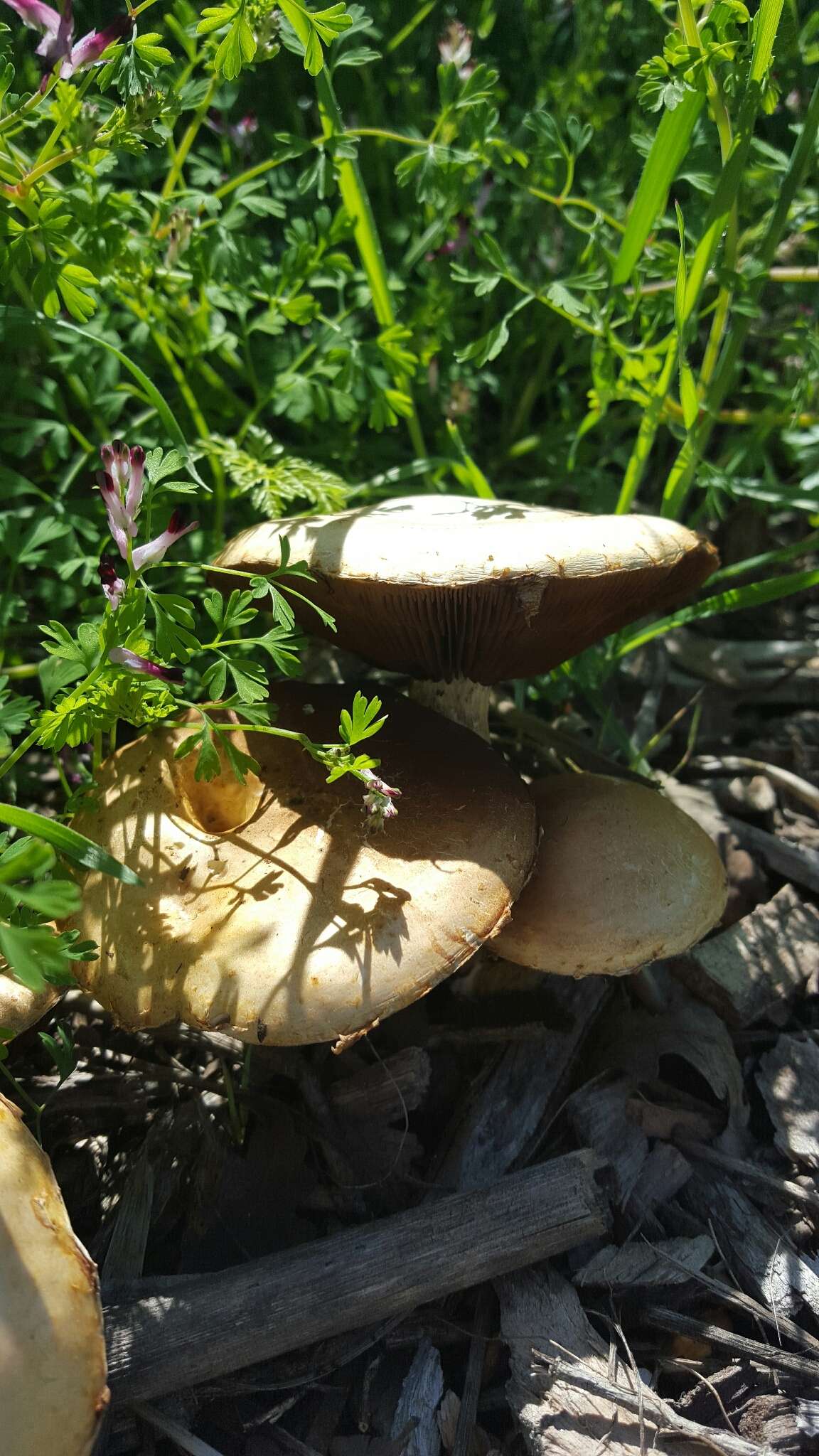 Image of Agrocybe putaminum (Maire) Singer 1936