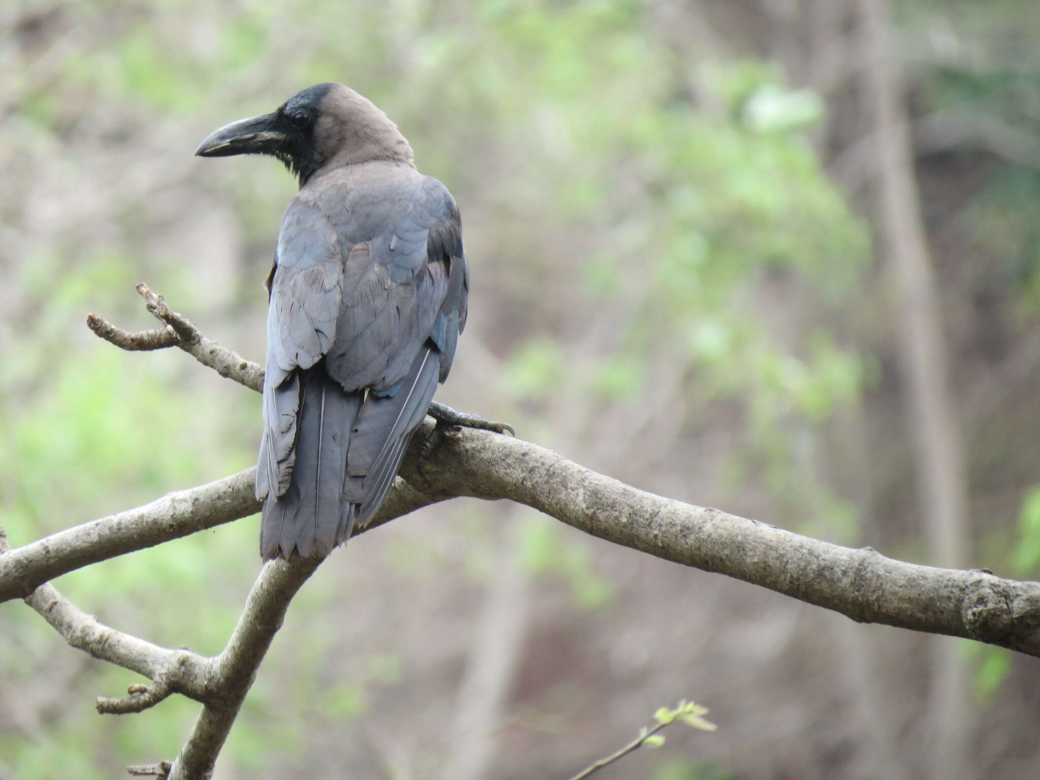 Imagem de Corvus splendens Vieillot 1817