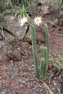 Image of Echinopsis quadratiumbonata (F. Ritter) D. R. Hunt