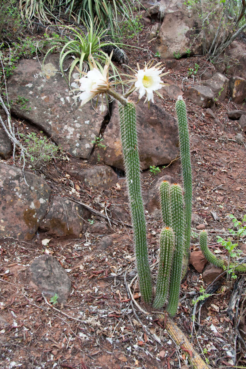 Imagem de Echinopsis quadratiumbonata (F. Ritter) D. R. Hunt