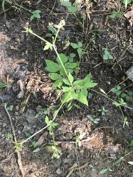 Image of Sanicula canadensis var. canadensis