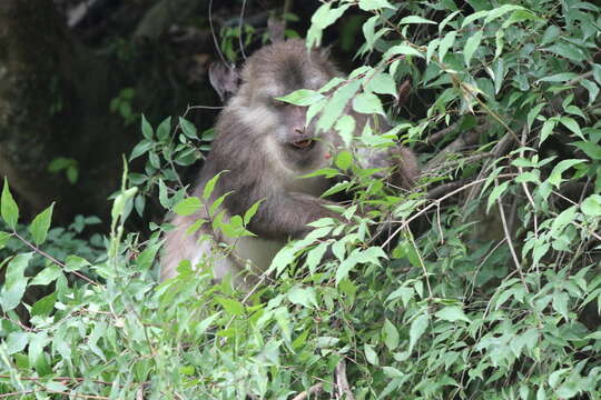 Image of Milne-Edwards’s Macaque