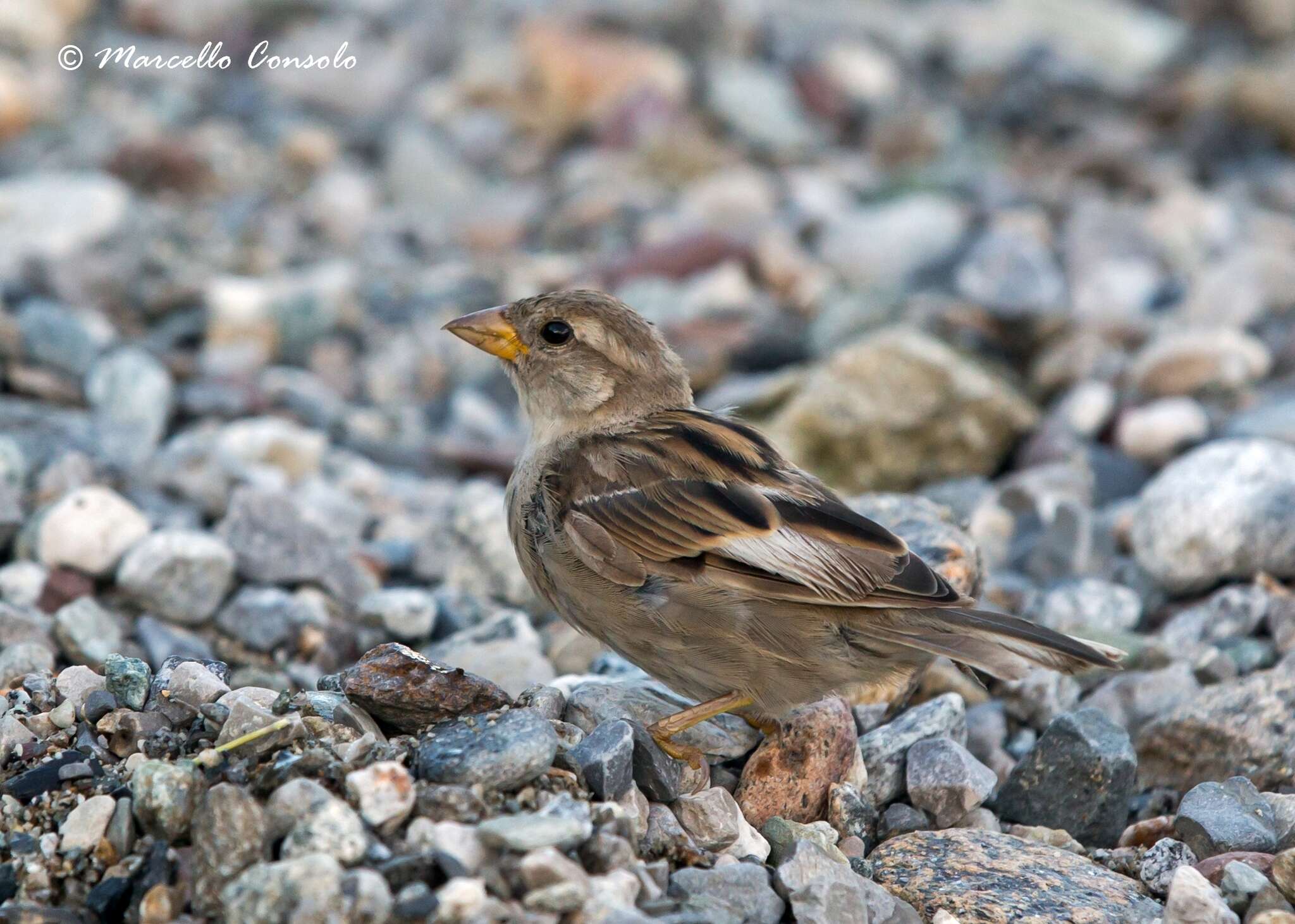 Image of Italian Sparrow