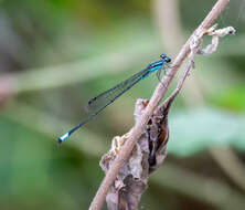 Image of Acanthagrion aepiolum Tennessen 2004