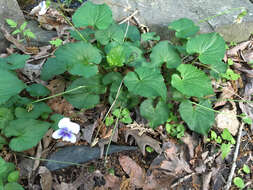 Image of Viola sororia f. priceana (Pollard) Cooperr.