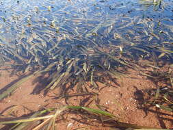 Image of Vallisneria australis S. W. L. Jacobs & Les