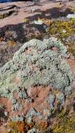 Imagem de Lecanora argopholis (Ach.) Ach.