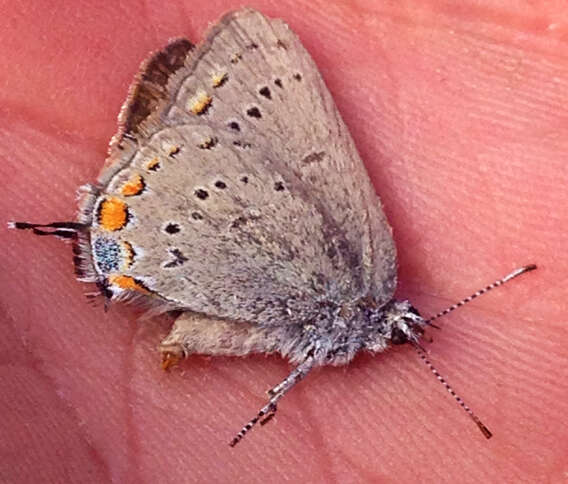 Image of California Hairstreak