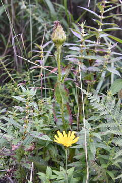 Слика од Hypochaeris ciliata (Thunb.) Makino