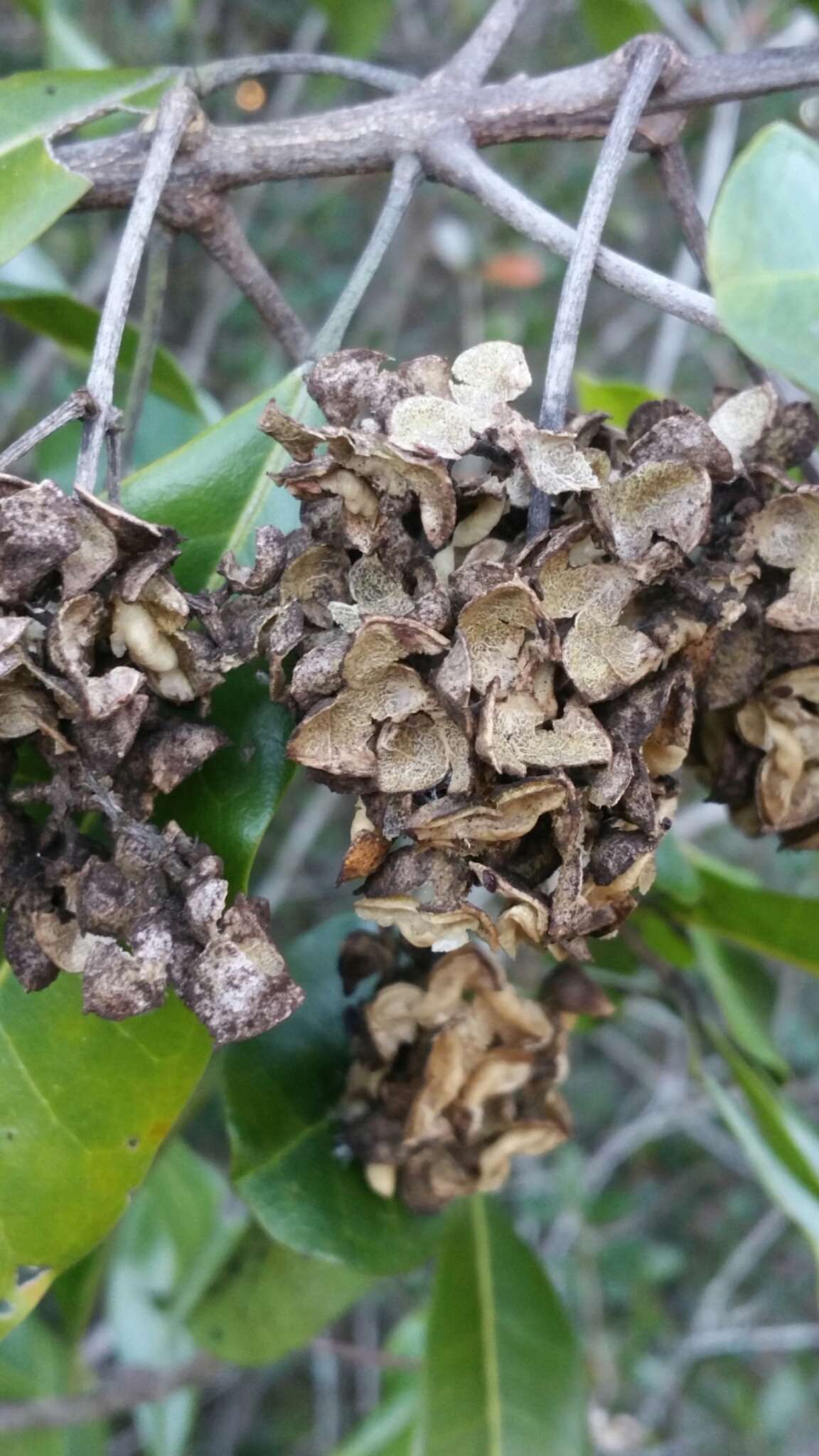 Image of Melicope madagascariensis (Baker) T. G. Hartley