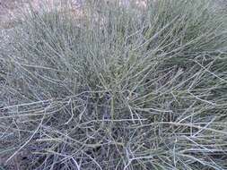 Image of Boundary Ephedra