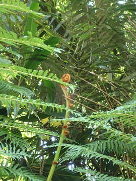 Image of Tree Fern Flying Spider-monkey