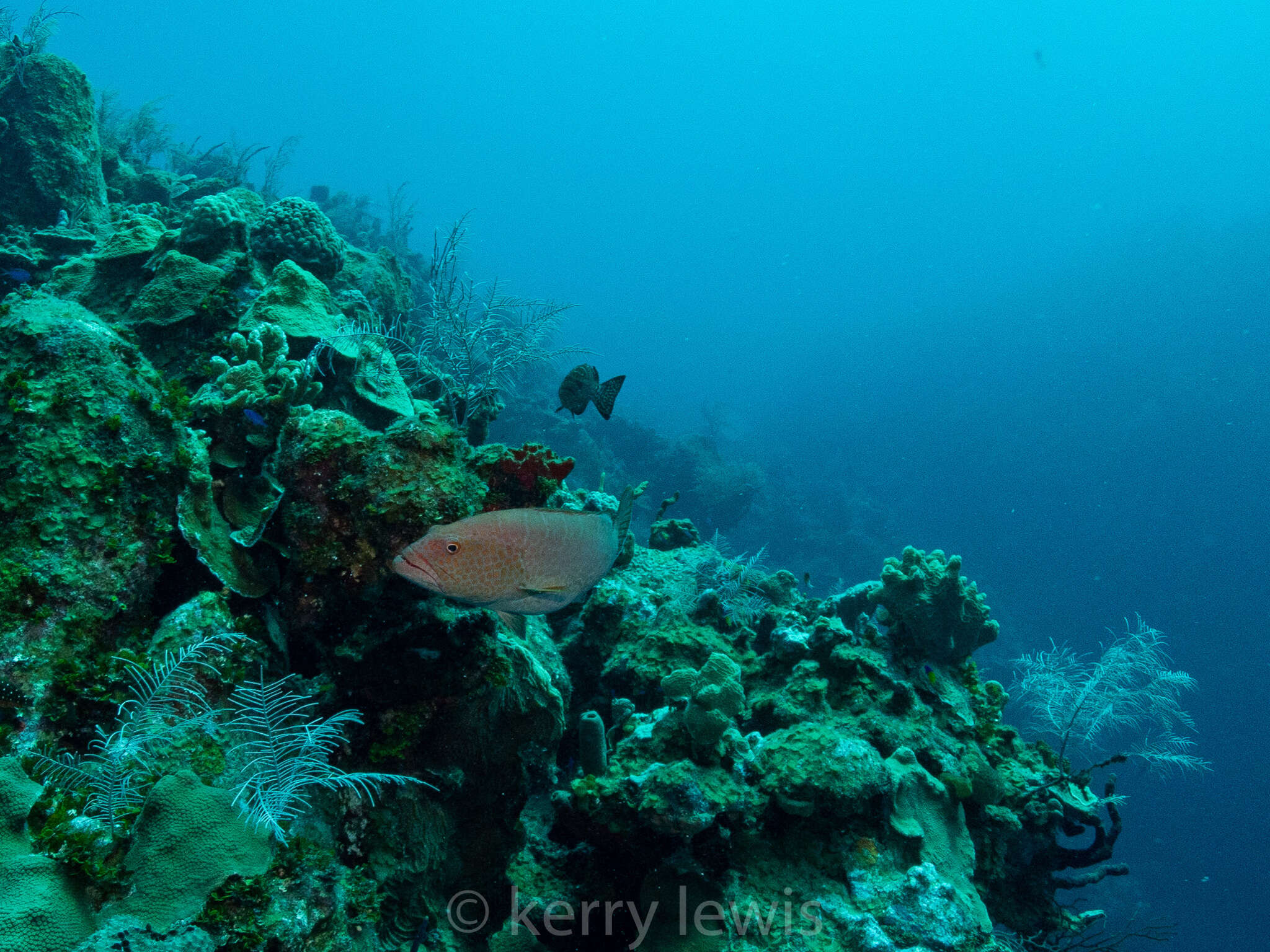 Image of Tiger Grouper