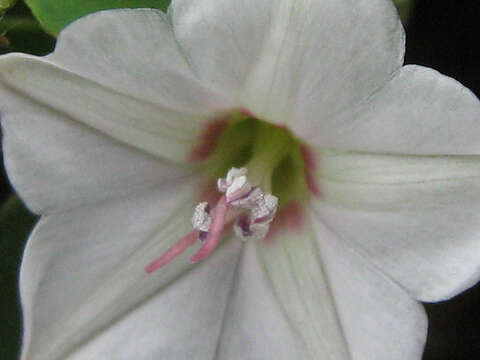 Image of Convolvulus austroafricanus J. R. I. Wood & Scotland