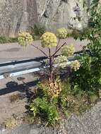 Angelica archangelica subsp. litoralis (Fries) Thell. resmi