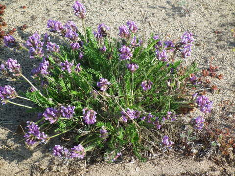 Image de <i>Oxytropis borealis</i> var. <i>hudsonica</i>