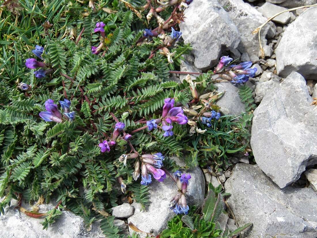 Image of Oxytropis neglecta Ten.