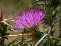 Image of Centaurea calcitrapa subsp. calcitrapa