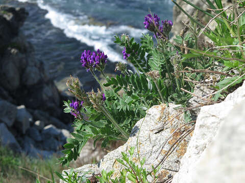 Image of Oxytropis ruthenica Vassilcz.