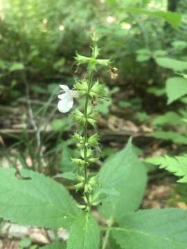 Stachys cordata Riddell resmi