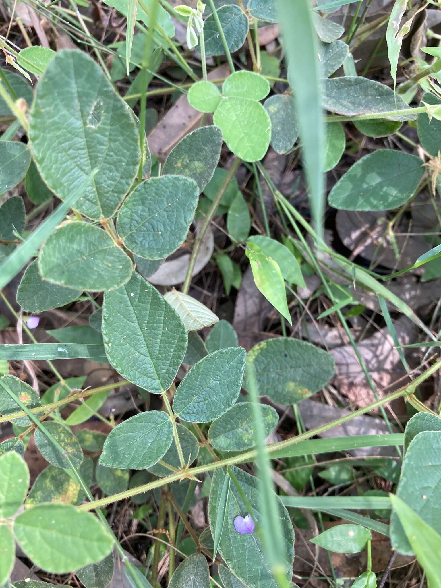 Image of Desmodium rhytidophyllum Benth.