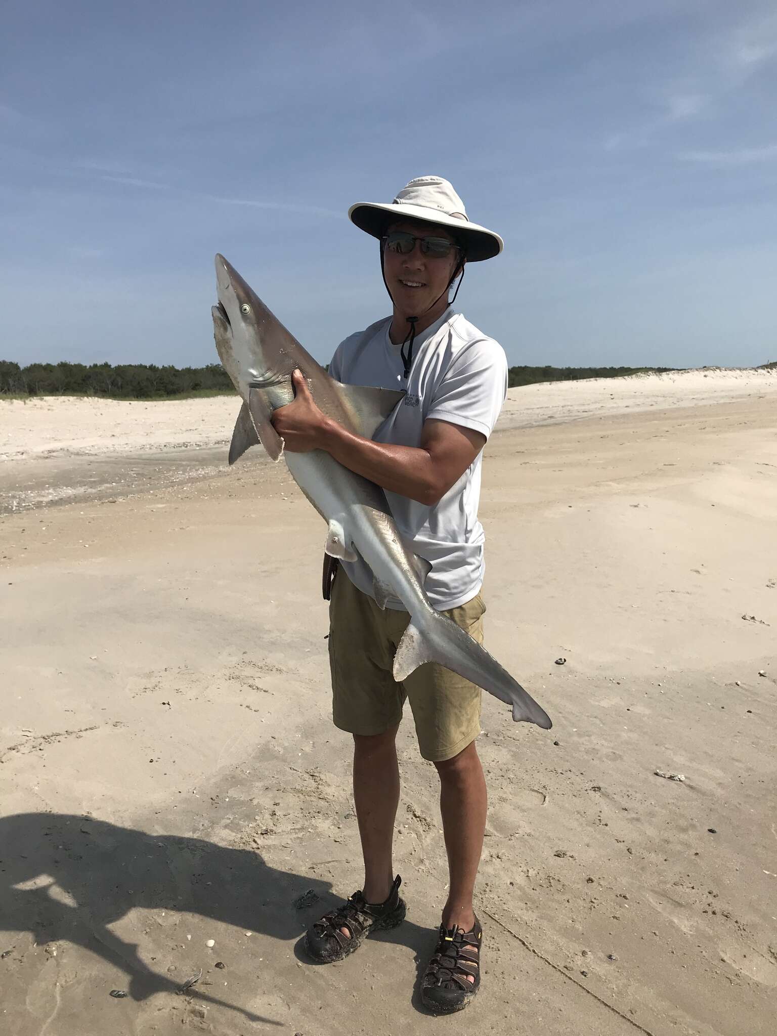 Image of Sandbar Shark