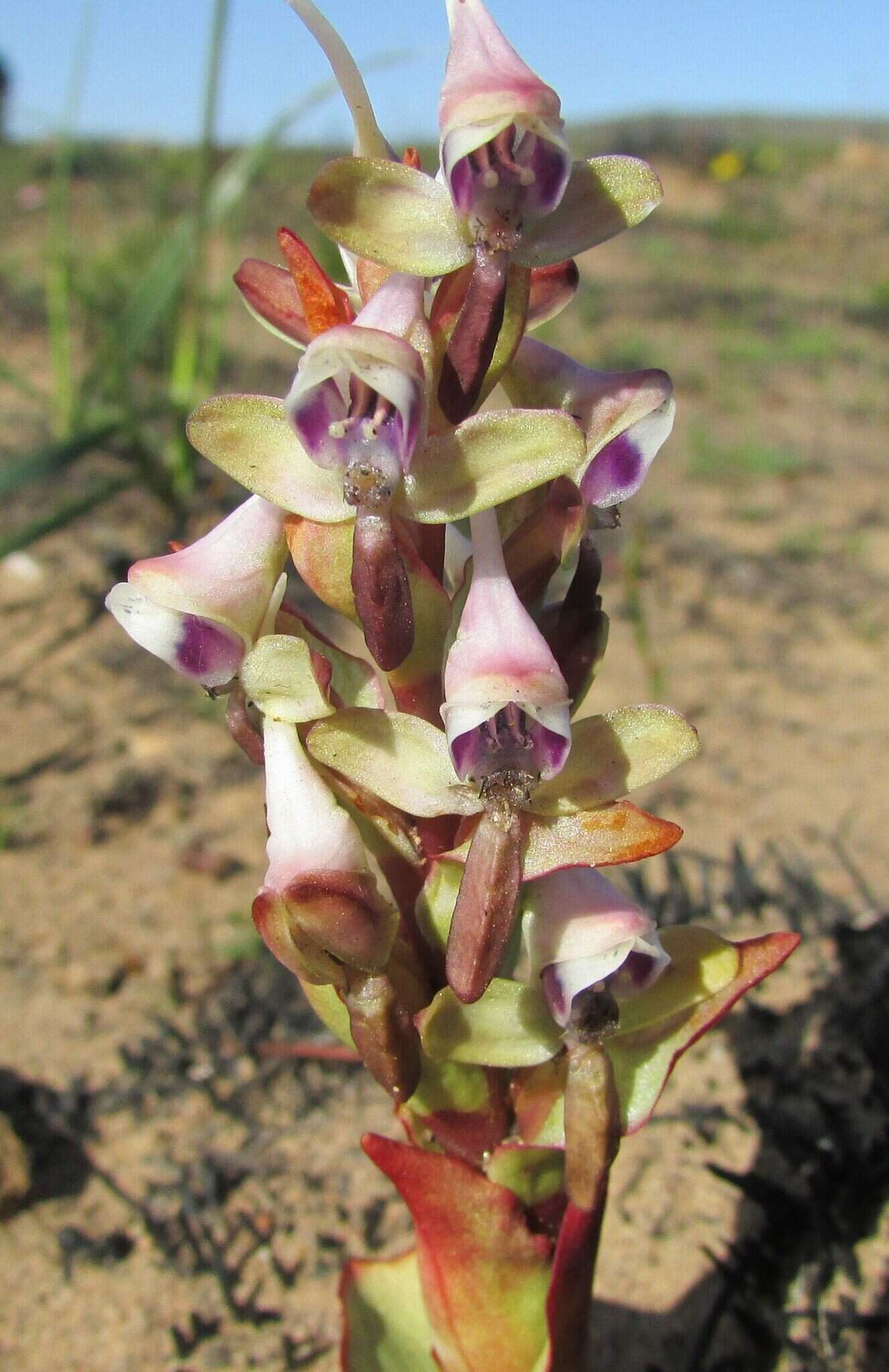 Image of Disa ovalifolia Sond.