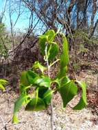 Image of Humbertioturraea malifolia (Baker) M. Cheek