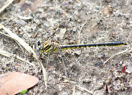 Image of Hodges' Clubtail