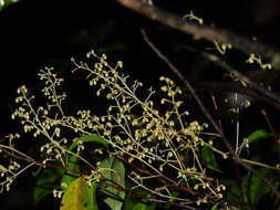 Rinorea paniculata (C. Martius) Kuntze resmi