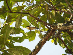 Image of Yellow-bellied Hyliota