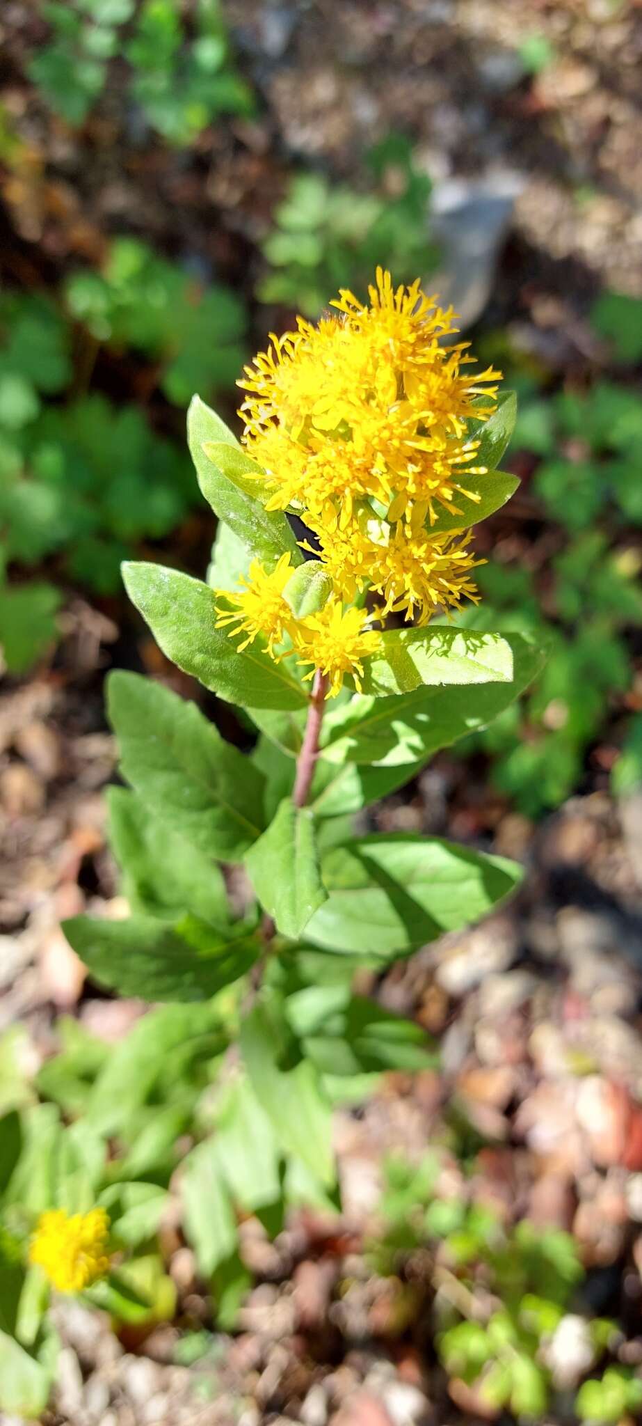 Plancia ëd Solidago hintoniorum G. L. Nesom