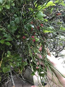 Image of Ephedra tweedieana C. A. Mey.