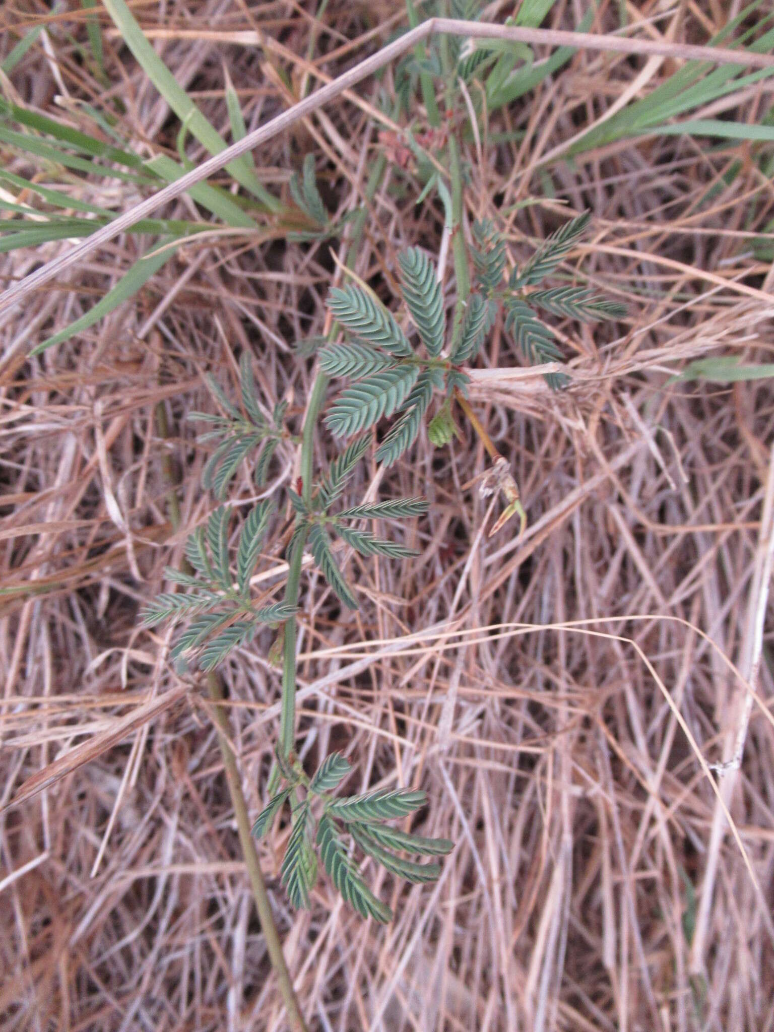 Desmanthus acuminatus Benth. resmi