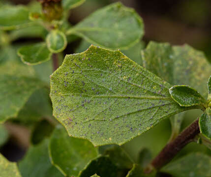 Image of Baccharis rhomboidalis Remy