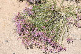 Plancia ëd Ipomopsis guttata (A. Gray) R. Moran