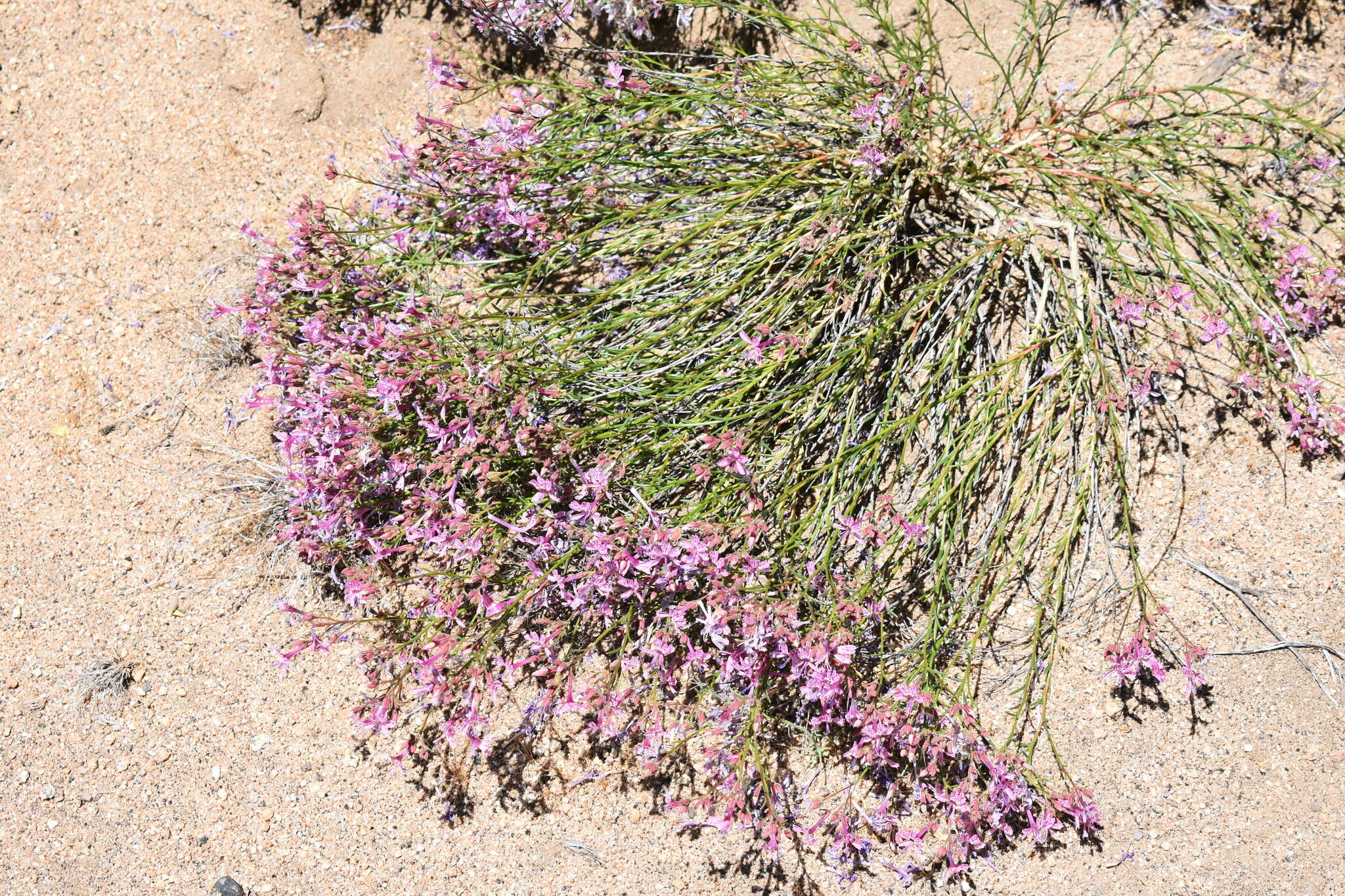 Plancia ëd Ipomopsis guttata (A. Gray) R. Moran