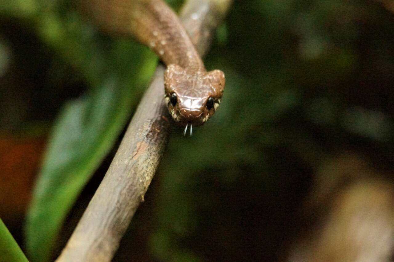 Image of Tropical Snail-eater