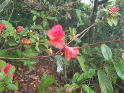 Plancia ëd Rhododendron simsii Planch.