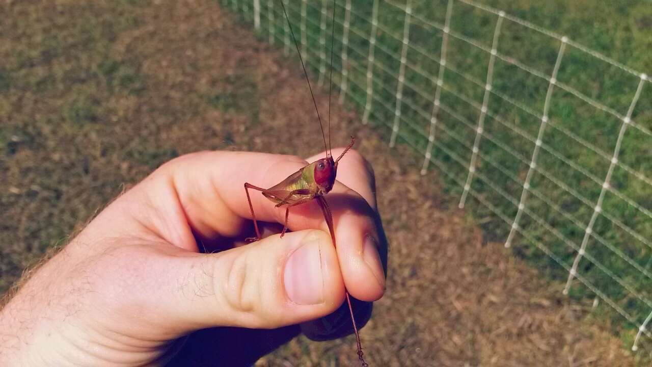 Image of Handsome Meadow Katydid