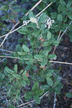 Imagem de Quercus intricata Trel.