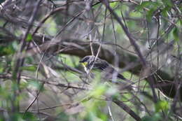 Image of Setophaga coronata auduboni (J. K. Townsend 1837)